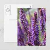 Carte Postale Belle fleur de lavande violette (Devant / Derrière)