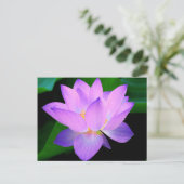 Carte Postale Belle fleur de lotus violet dans l'eau (Debout devant)