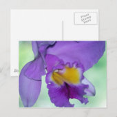 Carte Postale Belle fleur d'orchidée violette (Devant / Derrière)