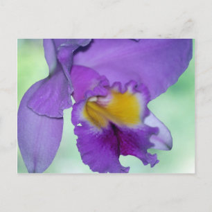 Carte Postale Belle fleur d'orchidée violette