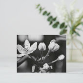 Carte Postale Belle Fleur en noir et blanc (carte postale) (Debout devant)