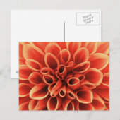 Carte Postale Belle Fleur Orange Dahlia (Devant / Derrière)