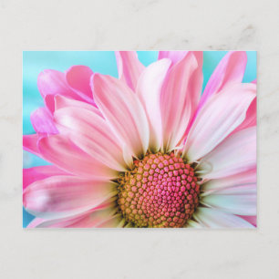 Carte Postale Belle Fleur rose Gros plan Photo