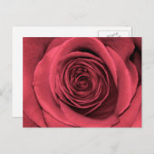 Carte Postale Belle Fleur rose rose florale Photo (Devant / Derrière)