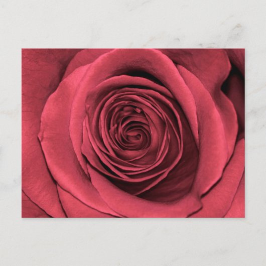 Carte Postale Belle Fleur rose rose florale Photo (Devant)