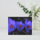 Carte Postale Belle floraison de crocus bleu pourpre (Debout devant)