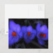 Carte Postale Belle floraison de crocus bleu pourpre (Devant / Derrière)