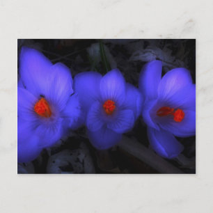 Carte Postale Belle floraison de crocus bleu pourpre