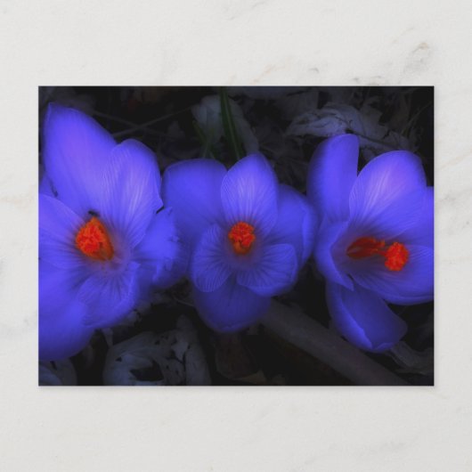 Carte Postale Belle floraison de crocus bleu pourpre (Devant)