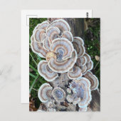 Carte Postale Belle folie de champignons (Devant / Derrière)