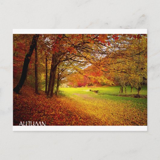 Carte Postale Belle forêt d'automne (Devant)