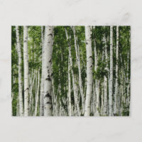 Belle forêt de bouleaux