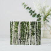 Carte Postale Belle forêt de bouleaux (Debout devant)