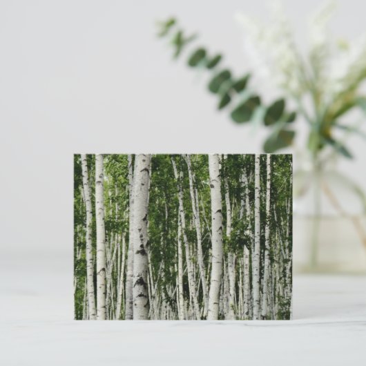 Carte Postale Belle forêt de bouleaux (Debout devant)