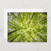 Carte Postale Belle Forêt Verte (Devant / Derrière)