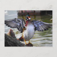 Belle frapper Bois Canard Floride Photographie