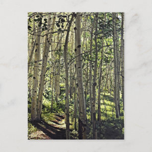 Carte Postale Belle Grove d'Aspen Trees en Butte Crested