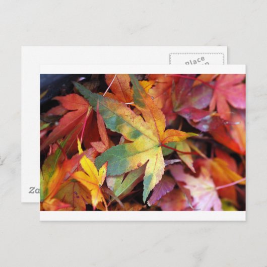 Carte Postale Belle impression de feuilles d'automne (Devant / Derrière)
