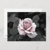 Carte Postale Belle impression rose pâle (Devant / Derrière)