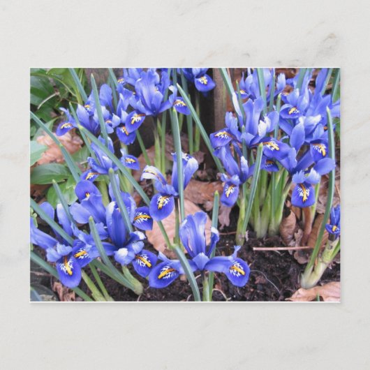 CARTE POSTALE BELLE IRIS (Devant)