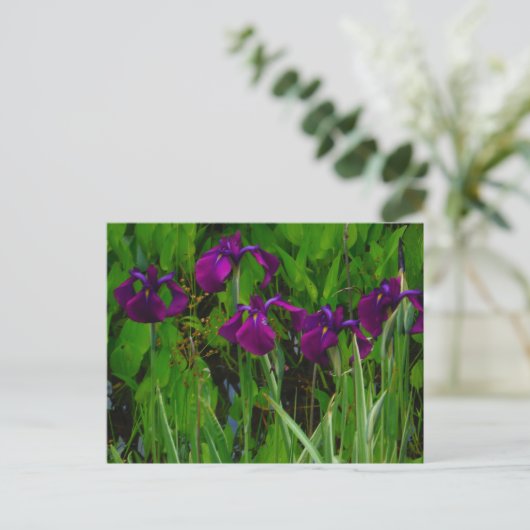 Carte Postale Belle Iris Violet (Debout devant)