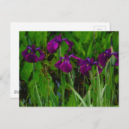 Carte Postale Belle Iris Violet (Devant / Derrière)