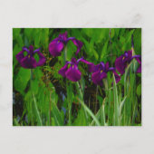Carte Postale Belle Iris Violet (Devant)