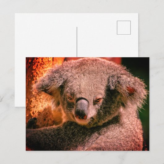 Carte Postale Belle Koala (Devant / Derrière)