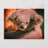 Carte Postale Belle Koala (Devant)