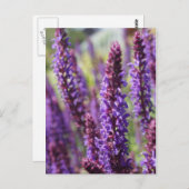 Carte Postale Belle Lavande violette Flower (Devant / Derrière)