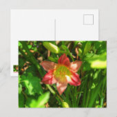 Carte Postale Belle Lily (Devant / Derrière)