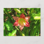 Carte Postale Belle Lily (Devant)