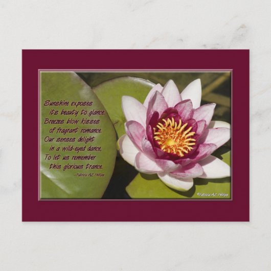 Carte Postale Belle Lit D'Eau Rose Sur Des Lys (Devant)