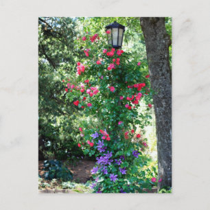 Carte Postale Belle Lumière