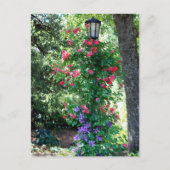 Carte Postale Belle Lumière (Devant)