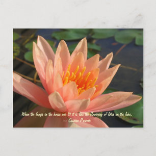 Carte Postale Belle Lys d'Eau Orange