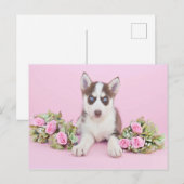 Carte Postale Belle marionnette Husky aux roses roses roses (Devant / Derrière)