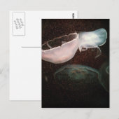 Carte Postale Belle méduse (Devant / Derrière)