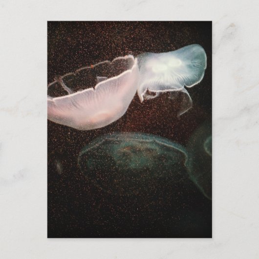 Carte Postale Belle méduse (Devant)