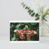 Carte Postale Belle Moth Atlas (Debout devant)