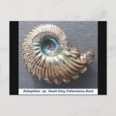 Carte Postale Belle nacre à l'ammonite fossile (Devant)