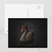 Carte Postale Belle nage de cygne noir sur une rivière (Devant / Derrière)