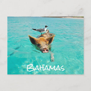 Carte Postale Belle natation Cochon Exuma Bahamas