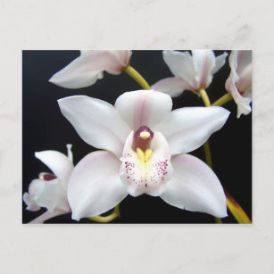 Carte Postale Belle orchidée
