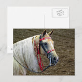 Carte Postale Belle Palomino Horse Portrait Photo (Devant / Derrière)