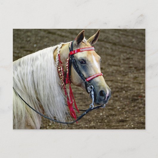 Carte Postale Belle Palomino Horse Portrait Photo (Devant)