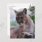 Carte Postale Belle Panthère (Devant / Derrière)