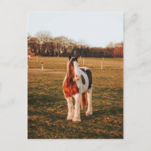 Belle peinture Brown Brouillon Cheval Photo