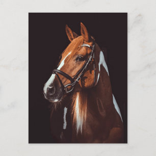 Carte Postale Belle peinture Brown Cheval Portrait Photo