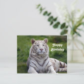Carte Postale Belle photo d'anniversaire de tigre blanc (Debout devant)